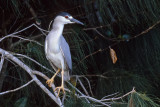 Black-crowned Night Heron