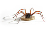 Money-Spider.jpg