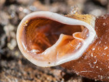 Shell-like-ear.jpg