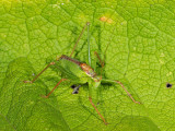 Female-bush-cricket.jpg