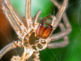 Chelicerae.jpg