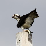 Osprey