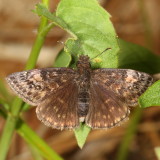 Juvenals Duskywing 