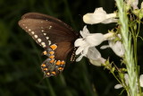 Spicebush Swallowtail