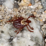 American Dog Tick ♀ * Dermacentor variabilis