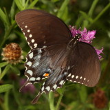 Spicebush Swallowtail