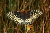 Nokomis Fritillary ♀