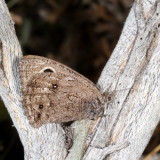 Small Wood-Nymph