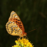 Nokomis Frittilary ♂