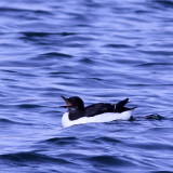 Thick-billed Murre