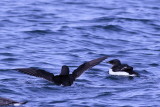 Thick-billed Murre