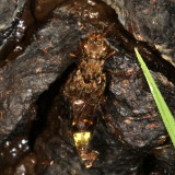 Ontholestes cingulatus * Gold-and-brown Rove Beetle