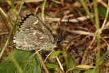 Pepper-and-Salt Skipper