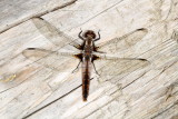 Chalkfronted_Corporal