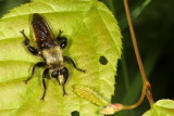 Laphria posticata