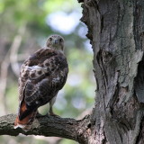 Red-tailed Hawk 