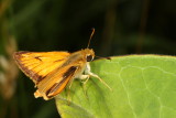 Delaware Skipper 