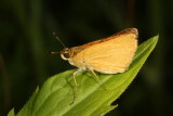 Delaware Skipper 