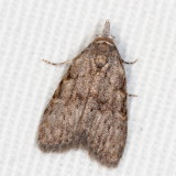 Hodges#8996 * Sweet Pepperbush Nola Moth * Nola clethrae