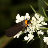Hodges#8267 * Yellow-collared Scape Moth * Cisseps fulvicollis