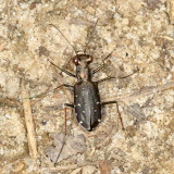Cicindela punctulata