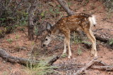 Rocky Mountain Mule Deer fawn