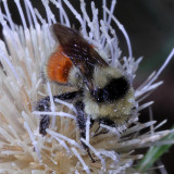 Bombus huntii * Hunts Bumble Bee