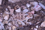 Greater Short-horned Lizard
