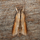 Hodges#10200 * Goldenrod Hooded Owlet * Cucullia asteroides