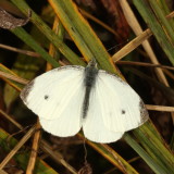 Cabbage White ♂