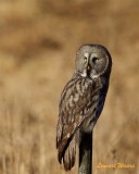 Lappuggla / Great grey owl