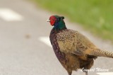 Fasan / Common Pheasant