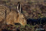 Hare