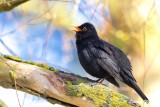 Koltrast / Common Blackbird / male