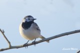 Sdesrla / White Wagtail