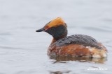 Svarthakedopping / Horned Grebe