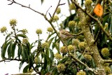 Bergstaigasngare / Humes Leaf Warbler