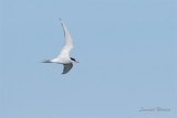 Silvertrna / Arctic Tern