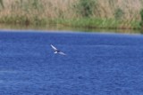Vitvingad trna / White-winged Tern