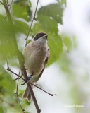 Pungmes / Eurasian Penduline Tit,