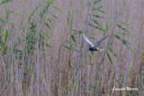 Svarttrna / Black Tern