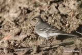 Sdesrla / White Wagtail