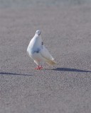 Klippduva / Rock Dove