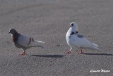 Klippduva / Rock Dove