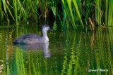 Sothna / Eurasian Coot / Juv.