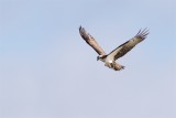 Fiskgjuse / Osprey / Male