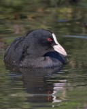 Sothna / Eurasian Coot