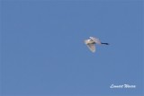 gretthger /Great Egret