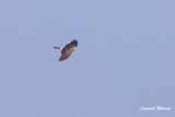 Bl krrhk / Hen Harrier / Ad female