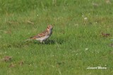 Lappsparv / Lapland Longspur